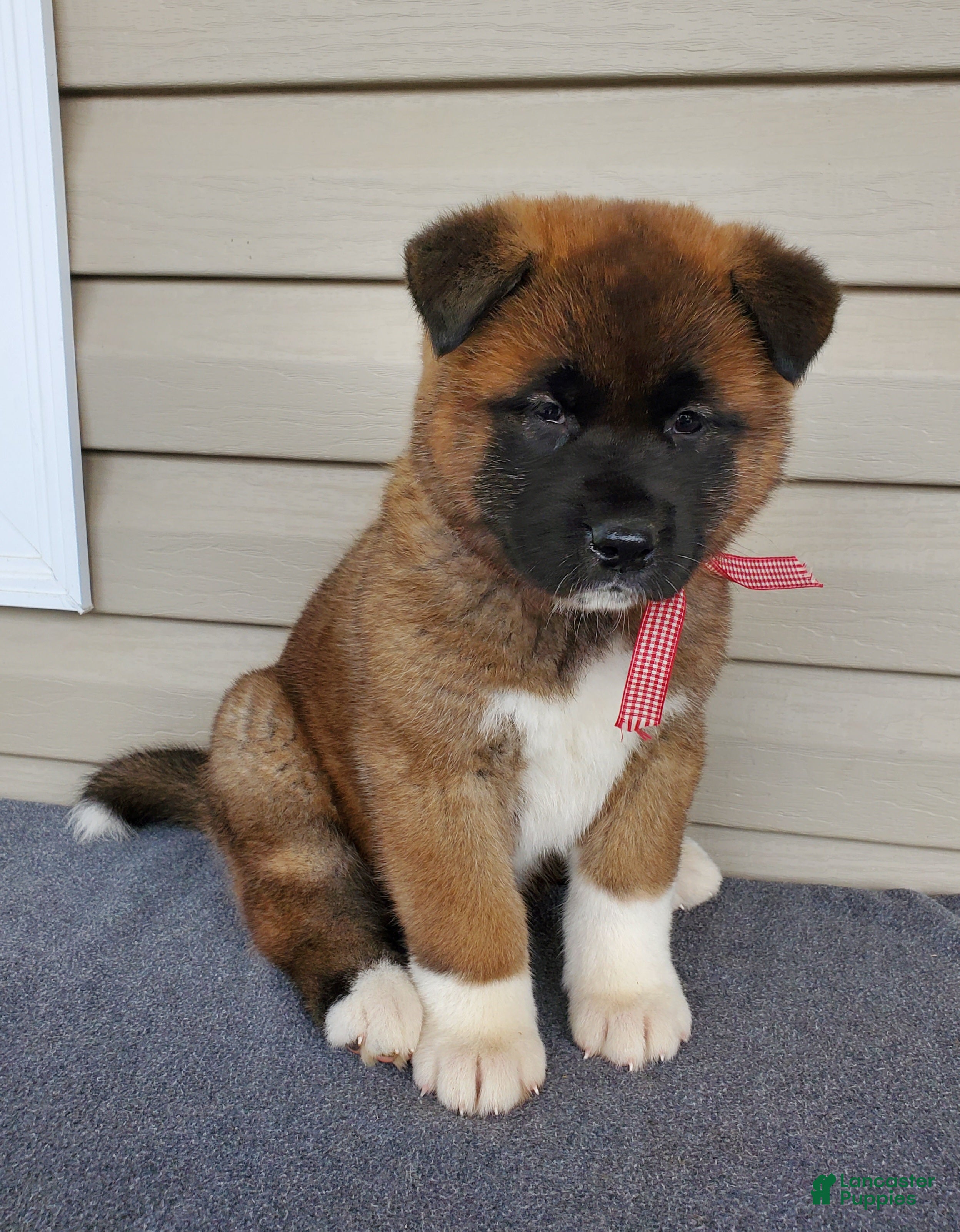 Akita dogs Indi - Ad 1