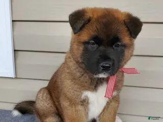 Akita dogs for sale: Indi - Ad 3
