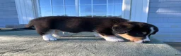 Welsh Corgi Cardigan dogs for sale: Bowie - Ad 4
