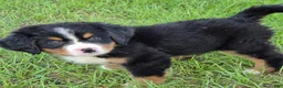 Bernese Mountain Dog dogs for sale: Heidi  - Ad 4