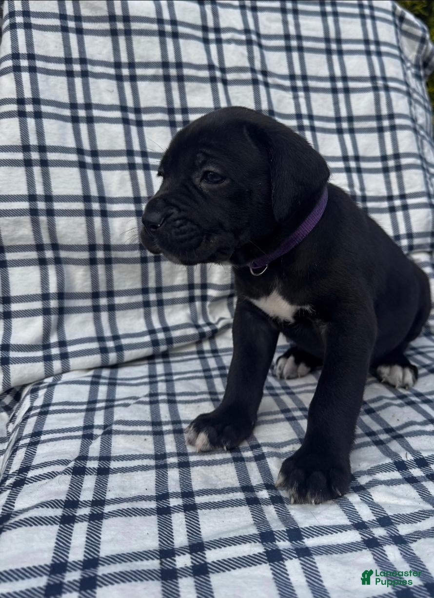 Cane Corso dogs Cane Corso Purple Collar - Ad 5
