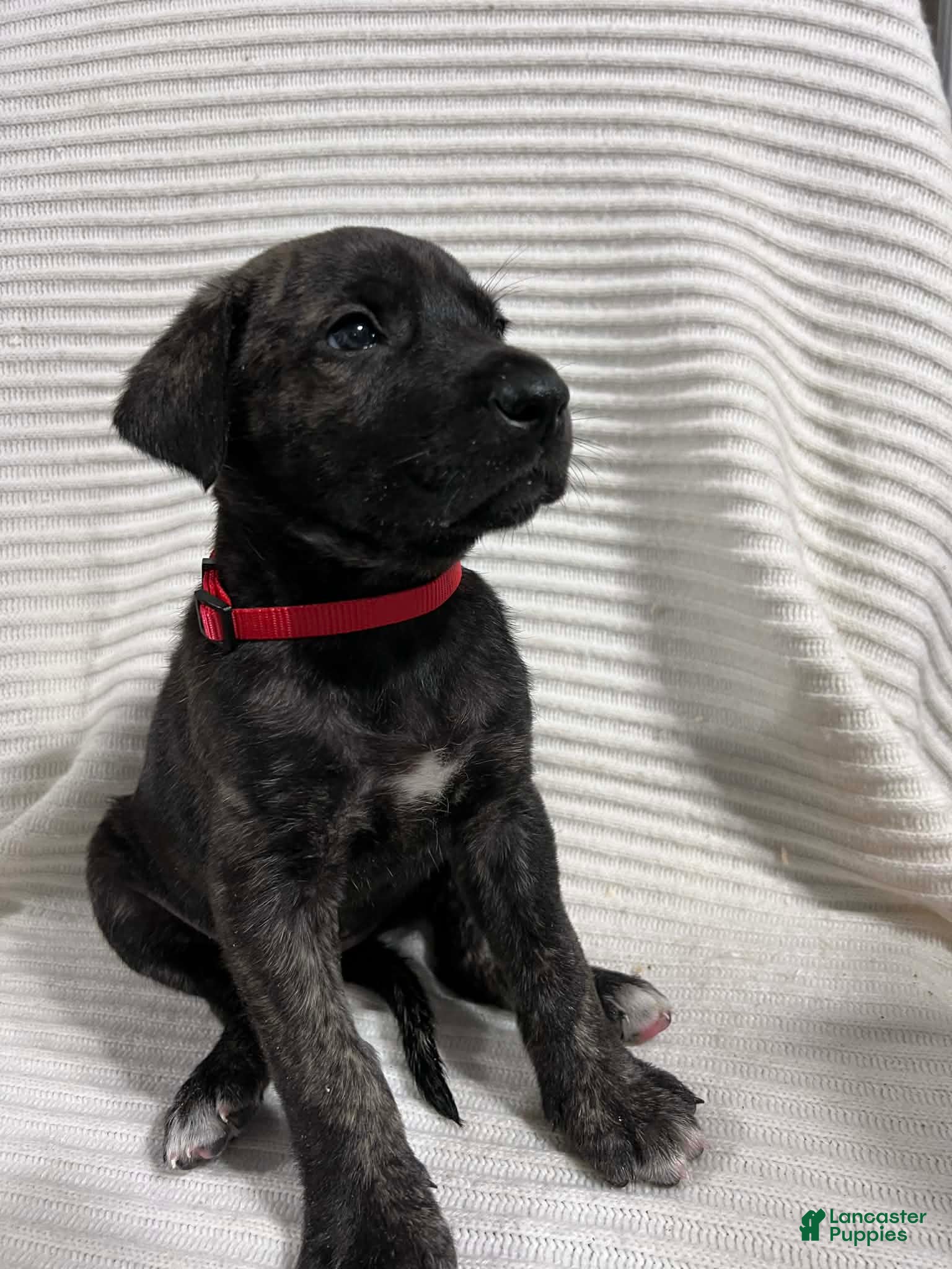 Mixed Breed dogs Sophia  - Ad 1