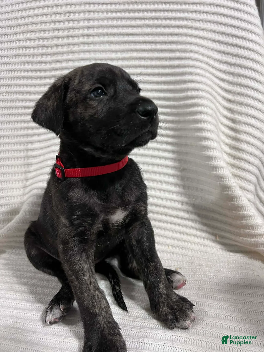 Mixed Breed dogs for sale: Sophia  - Ad 1