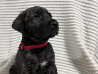 Mixed Breed dogs for sale: Sophia - Ad 4