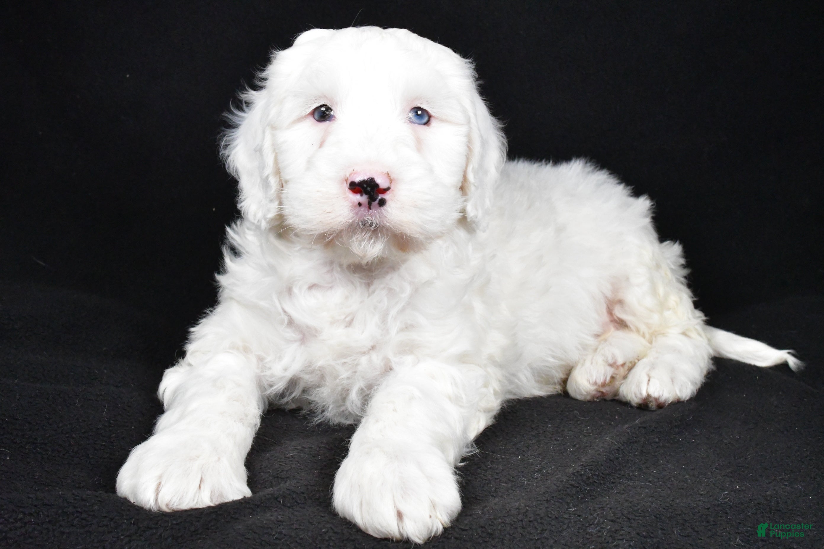 Mixed Breed dogs Samson - Ad 19