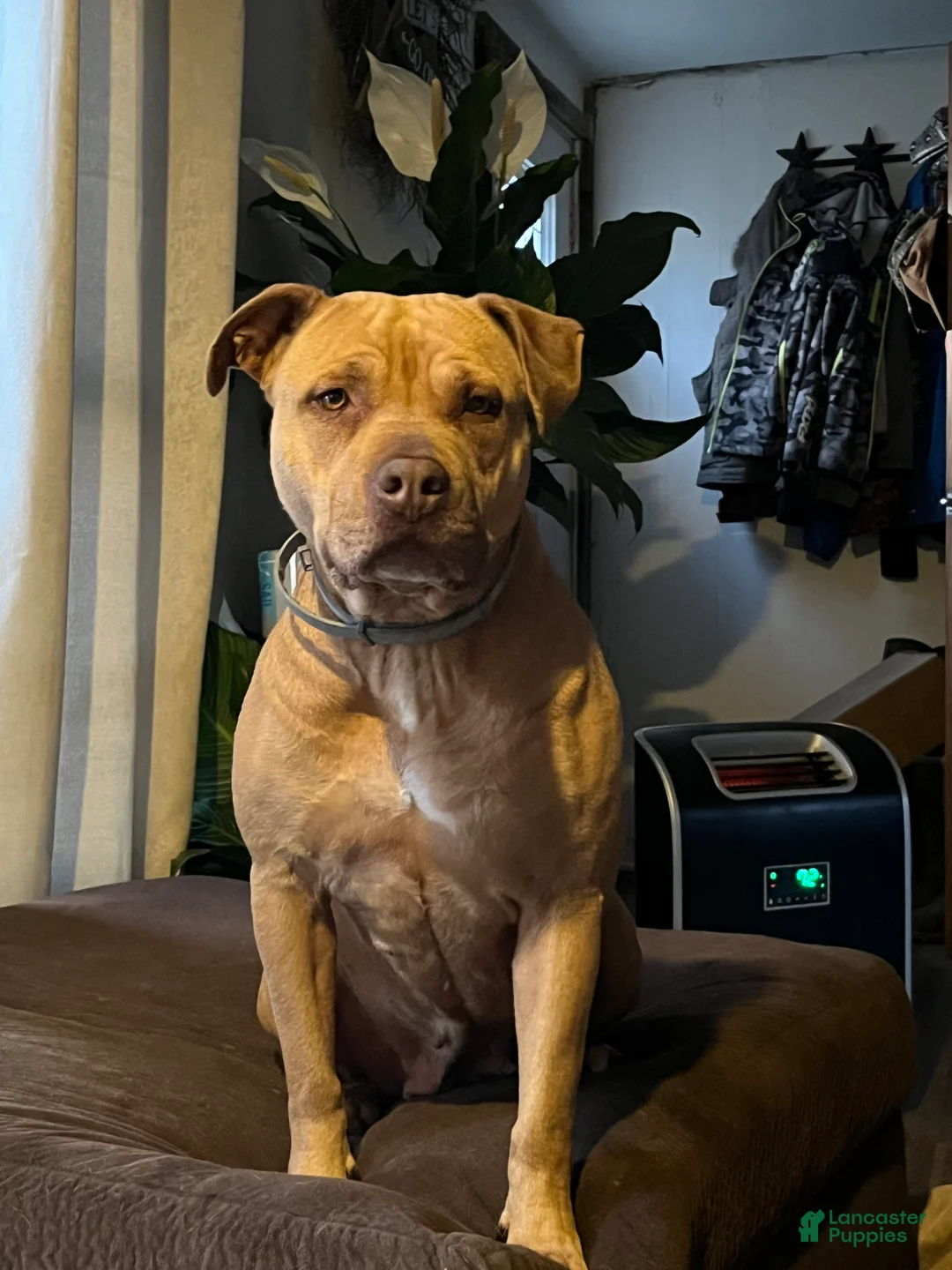 American Bully dogs for sale: American Bully 1 - Ad 2