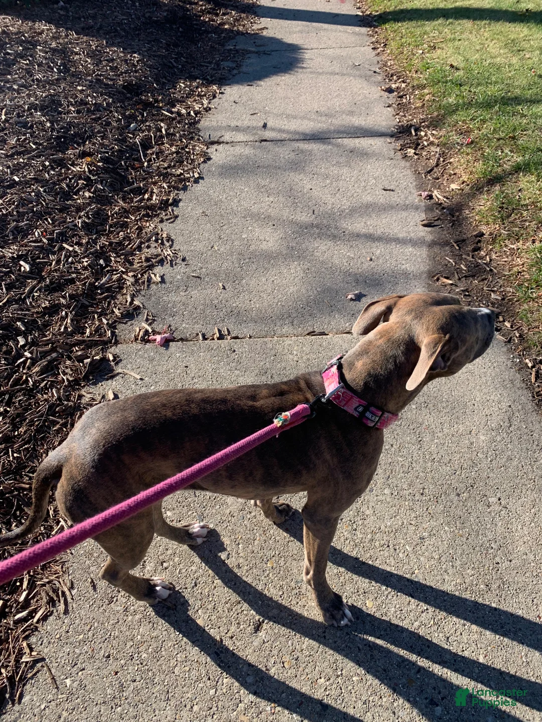 American Bully dogs for sale: American Bully Puppy 1 - Ad 2
