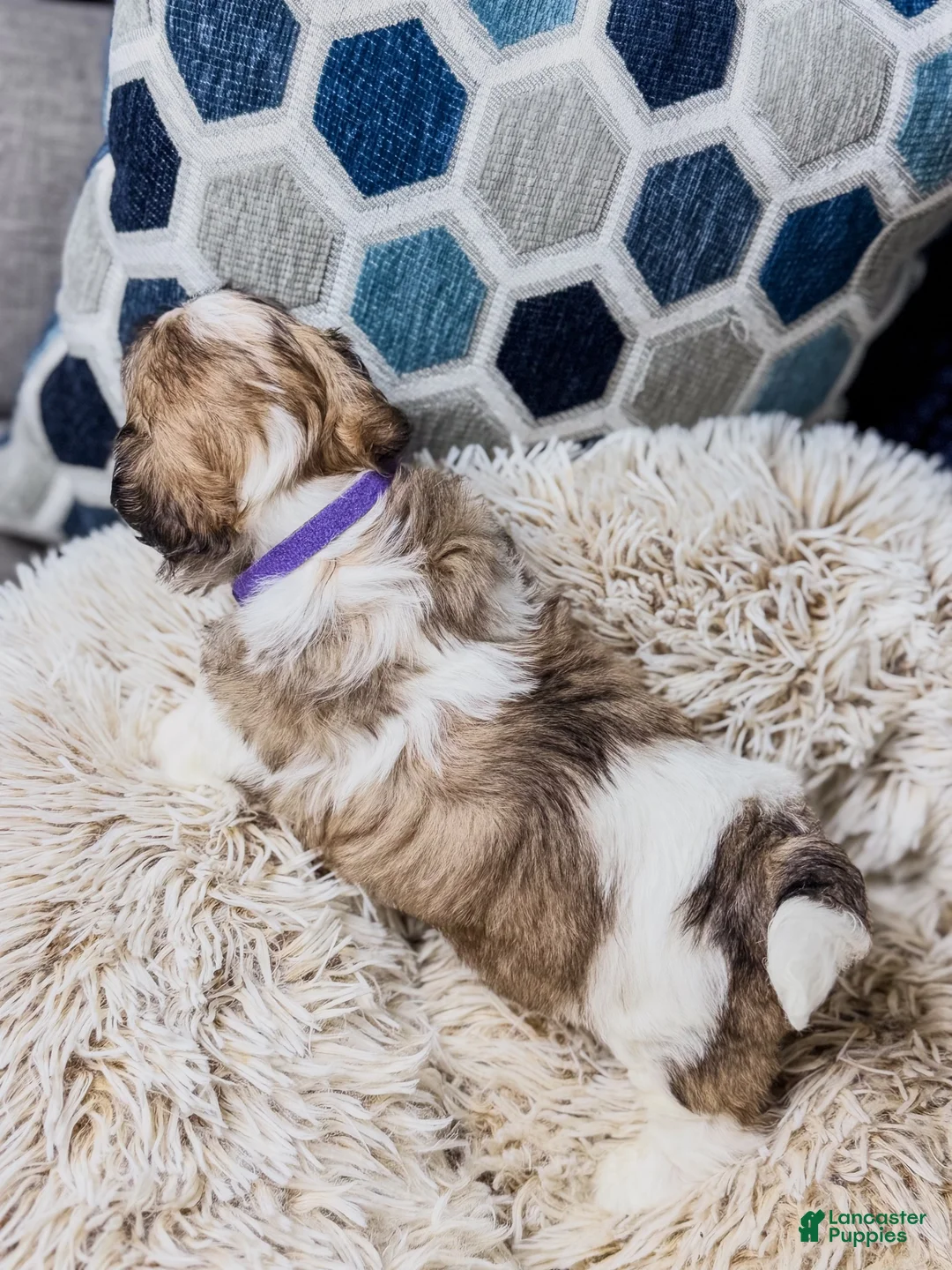 Teddy Bear dogs for sale: Teddy Bear 1 - Ad 1