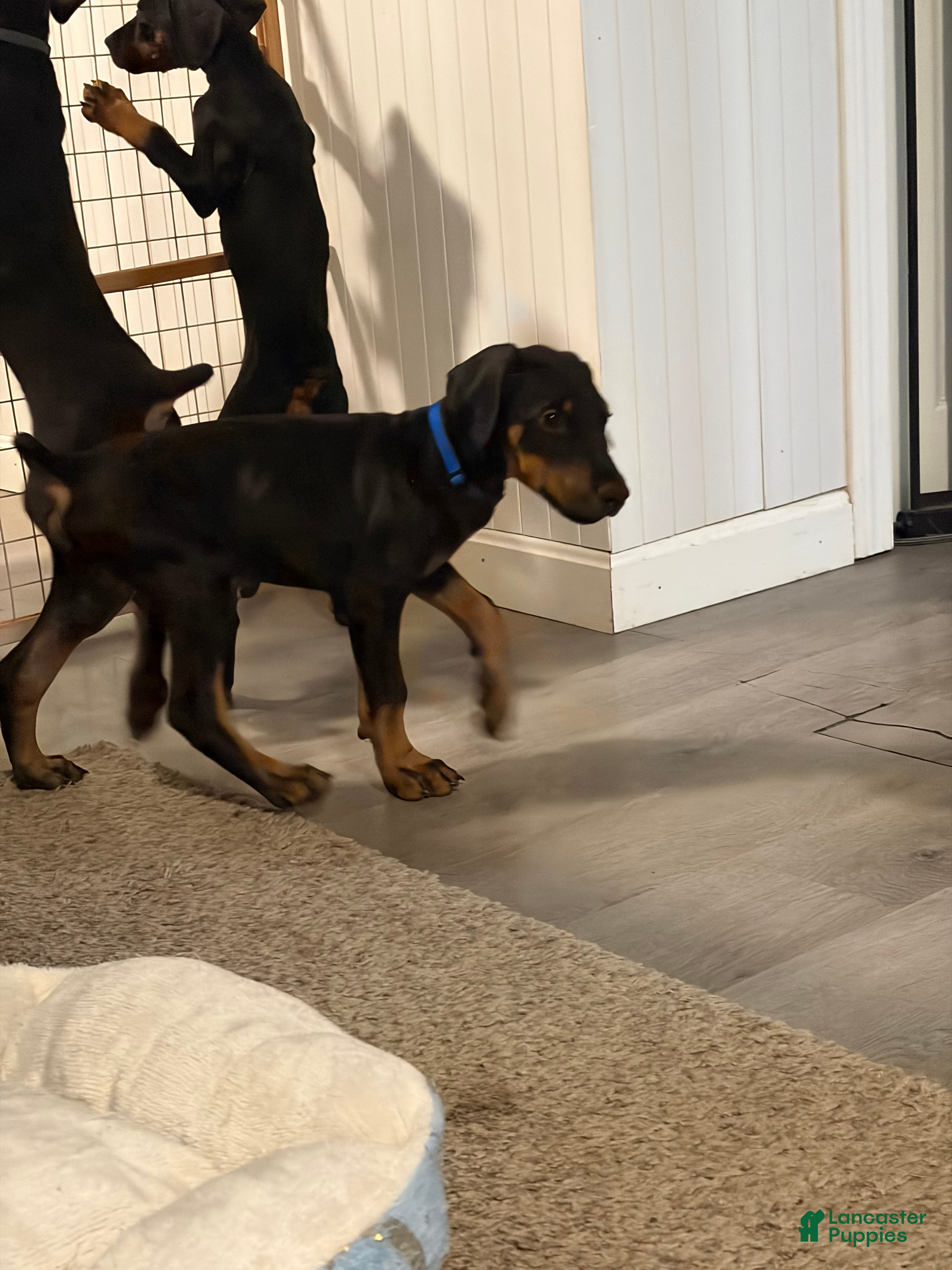 Doberman Pinscher dogs Doberman Pinscher boy - Ad 2