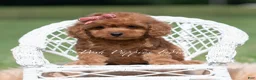 Maltipoo dogs for sale: Cupcake F1 - Ad 5