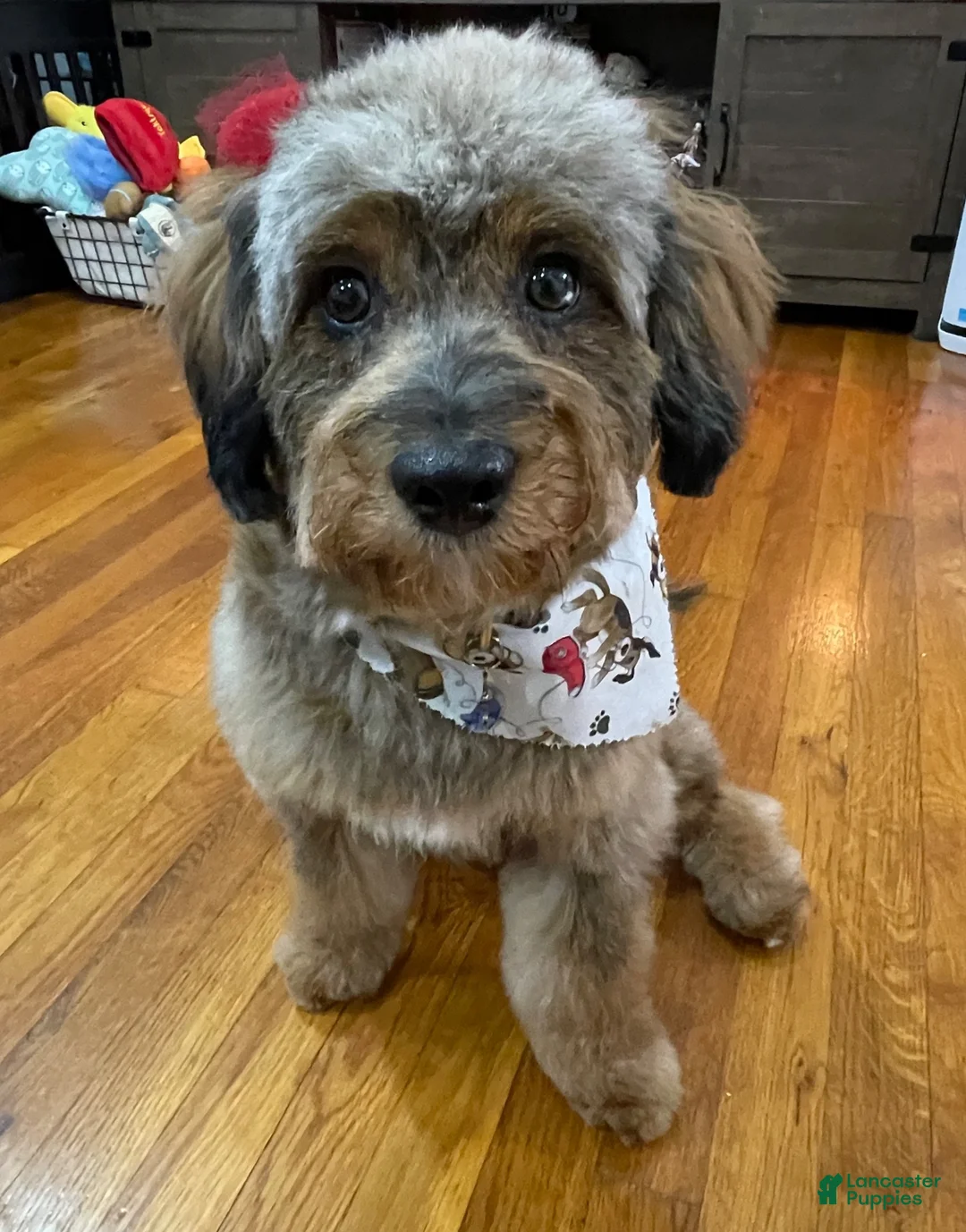 Aussiedoodle dogs for sale: Ellie - Ad 11