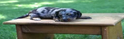 Miniature Dachshund dogs for sale: Mini Dachshund: Kevin - Ad 3