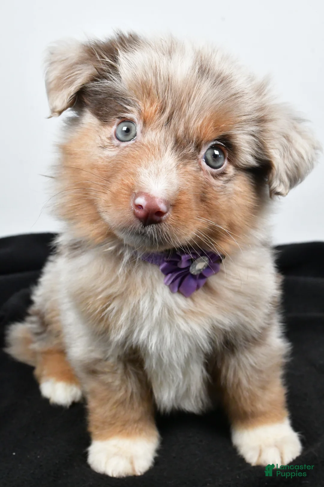 Miniature Australian Shepherd dogs for sale: Luna - Ad 5