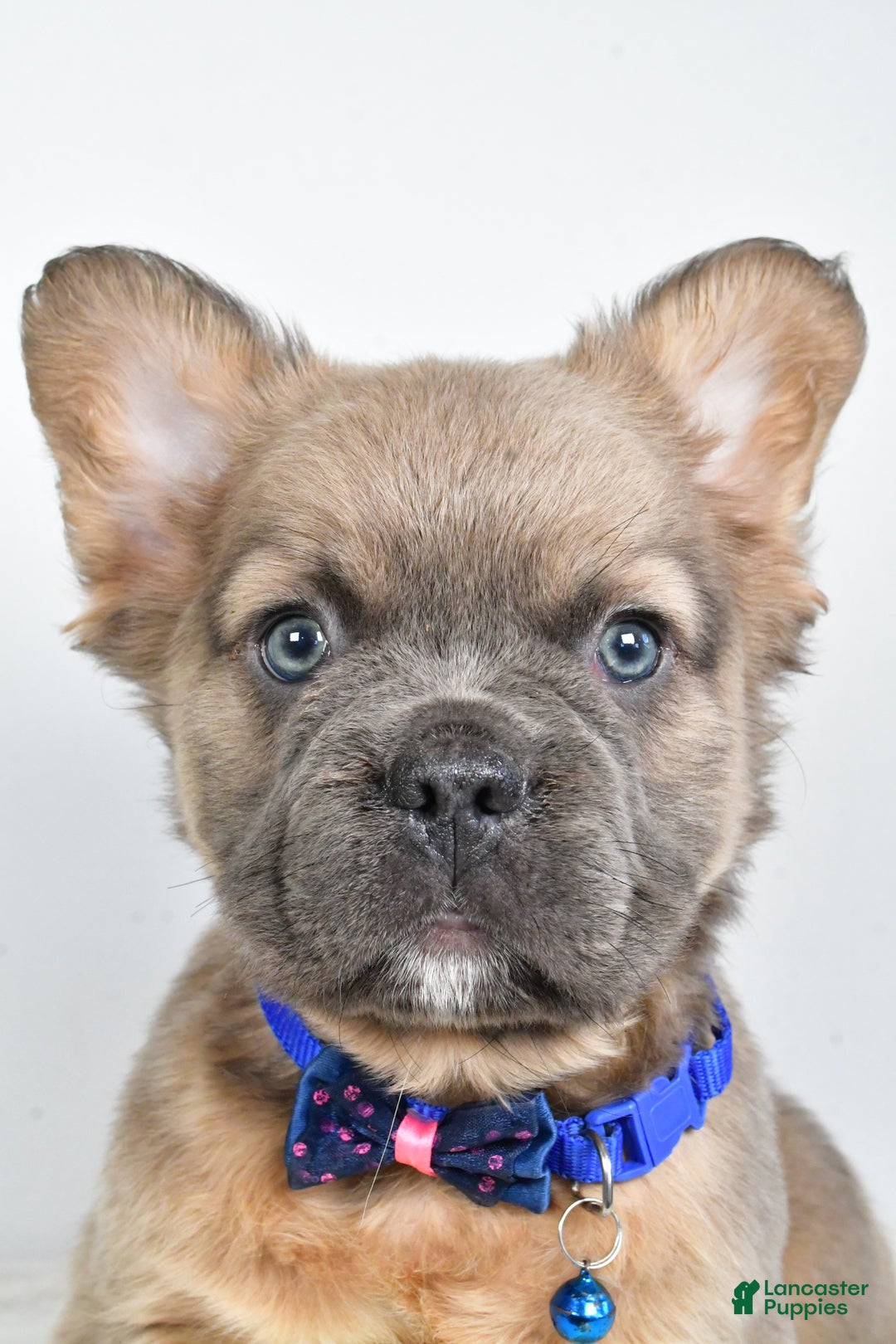 French Bulldog dogs for sale: Bobby - Ad 8