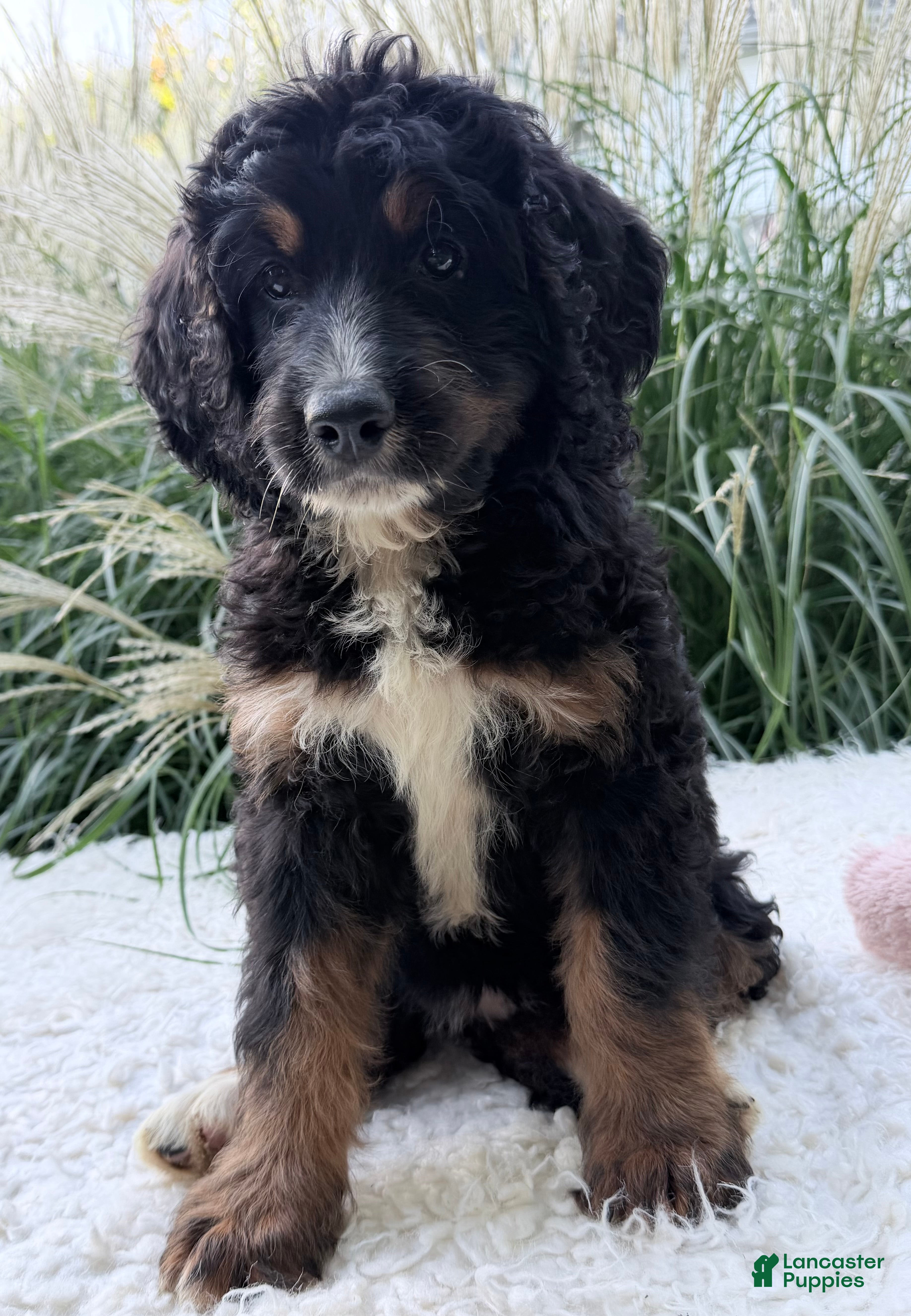 Bernedoodle dogs Chloe - Ad 1