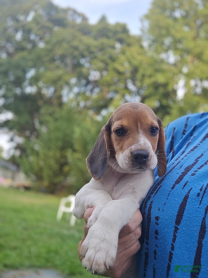 Beagle dogs Delilah - Ad 2
