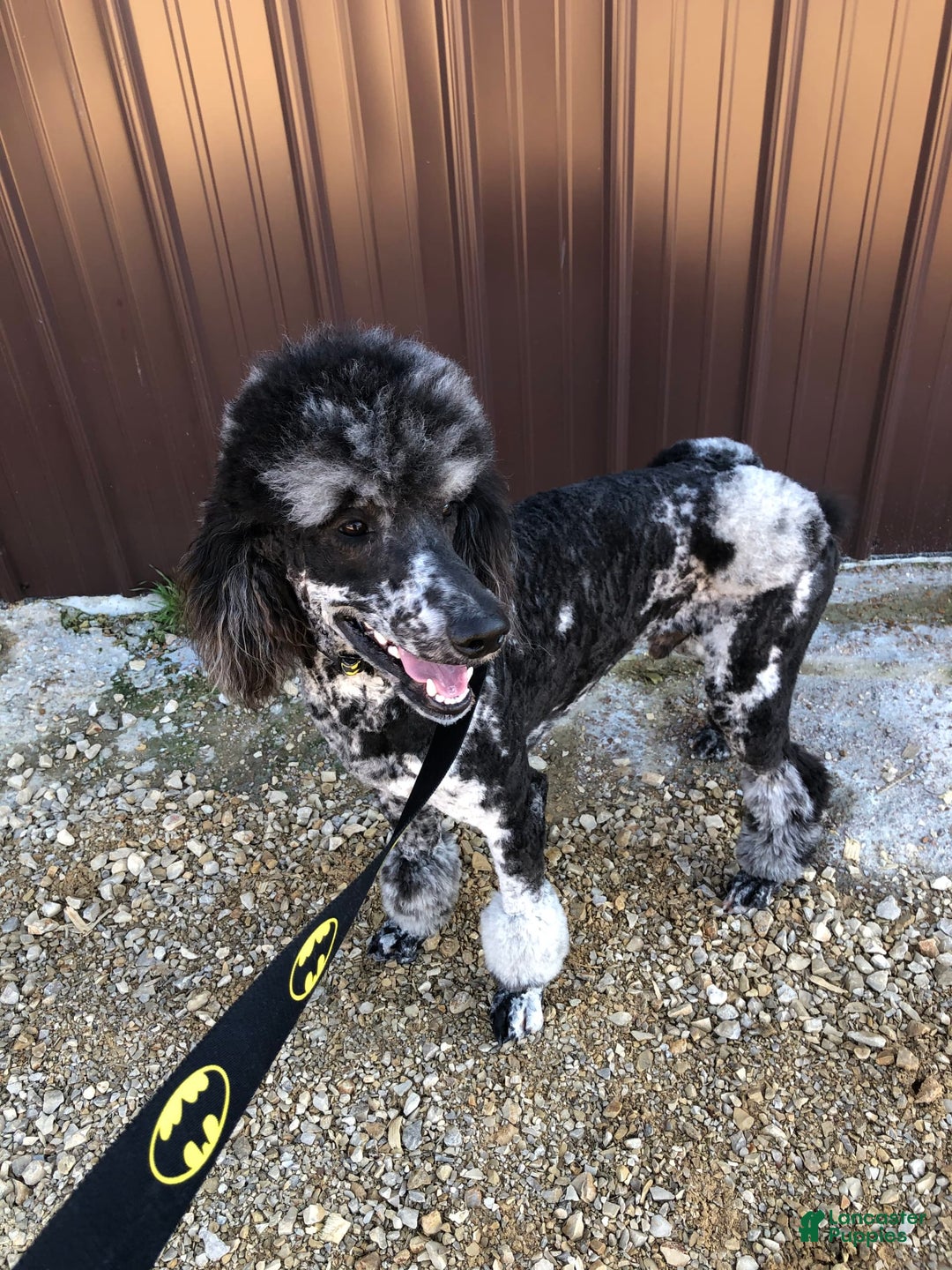 Gallery Image {{count}}