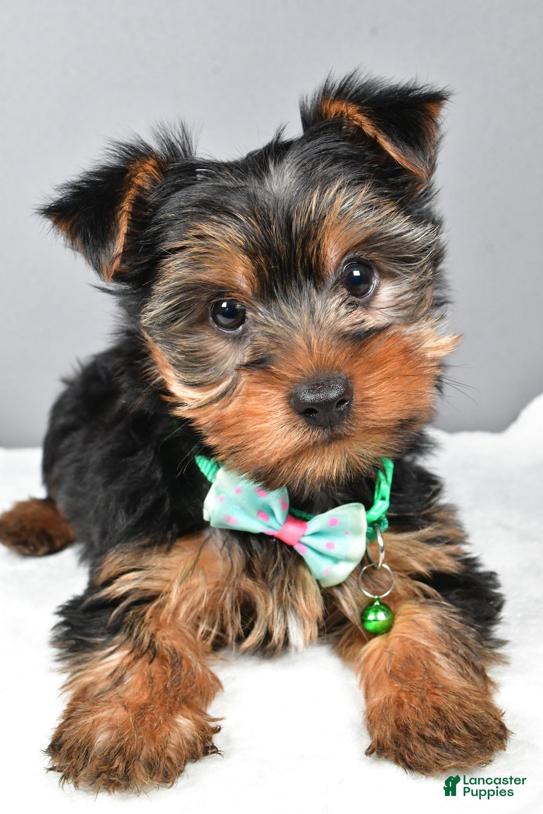 Morkie dogs for sale: Patrick - Ad 4