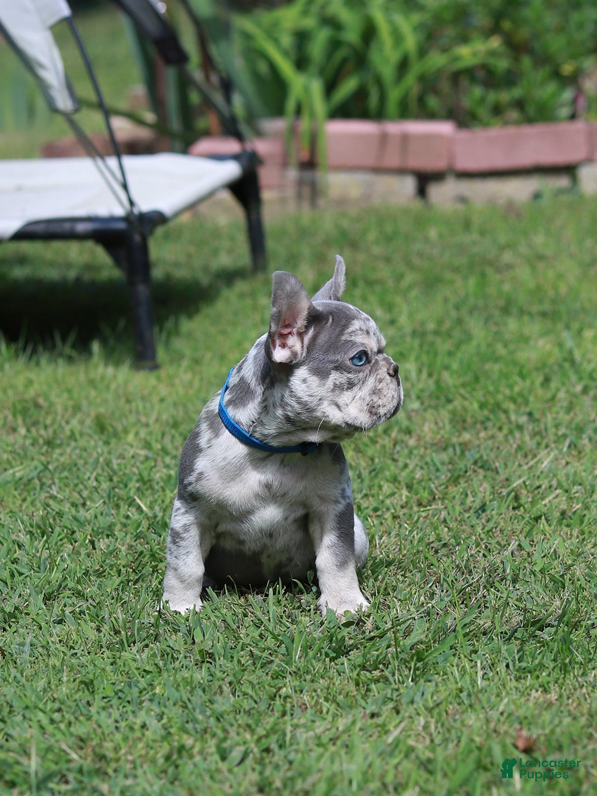 French Bulldog dogs Leo - Ad 2