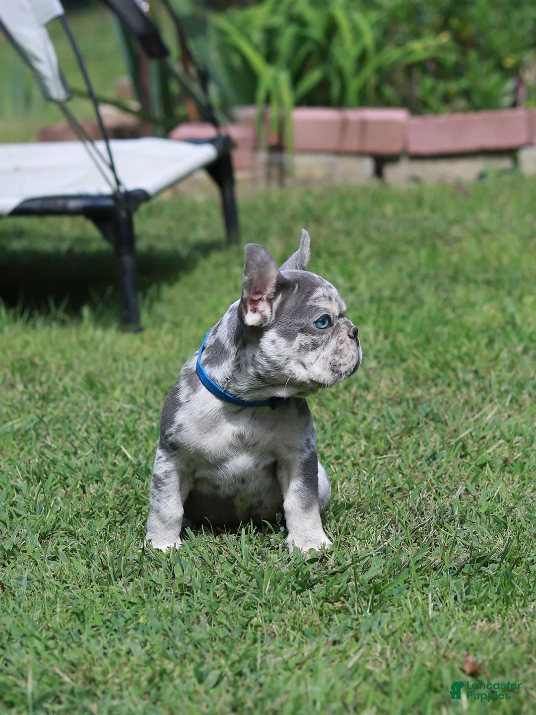 French Bulldog dogs for sale: Leo - Ad 2