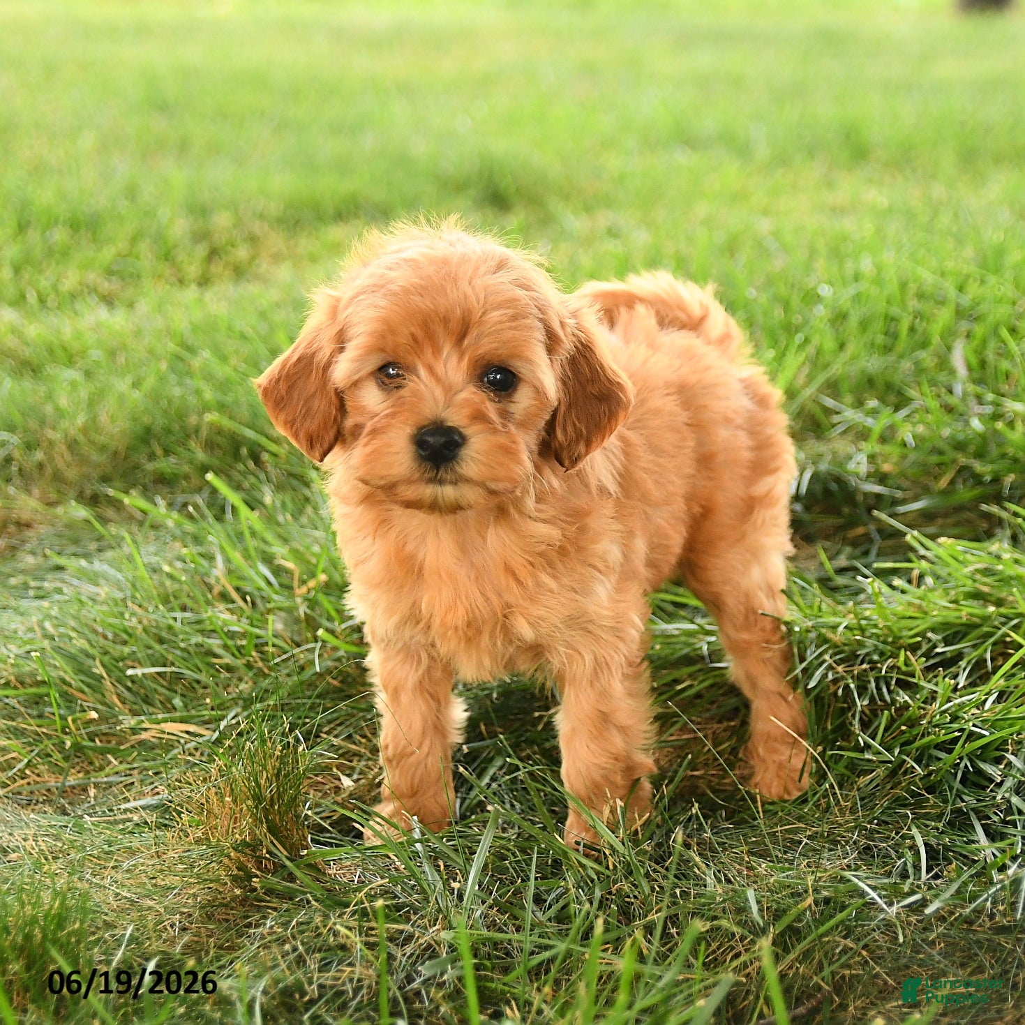 Mini Goldendoodle dogs Florinda - Ad 1