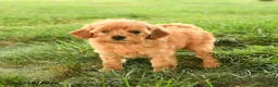 Mini Goldendoodle dogs for sale: Florinda - Ad 1