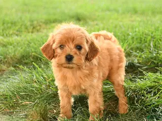 Mini Goldendoodle dogs for sale: Florinda - Ad 2