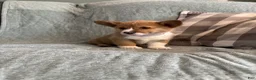 Welsh Corgi Pembroke dogs for sale: Welsh Corgi Pembroke 6 - Ad 2