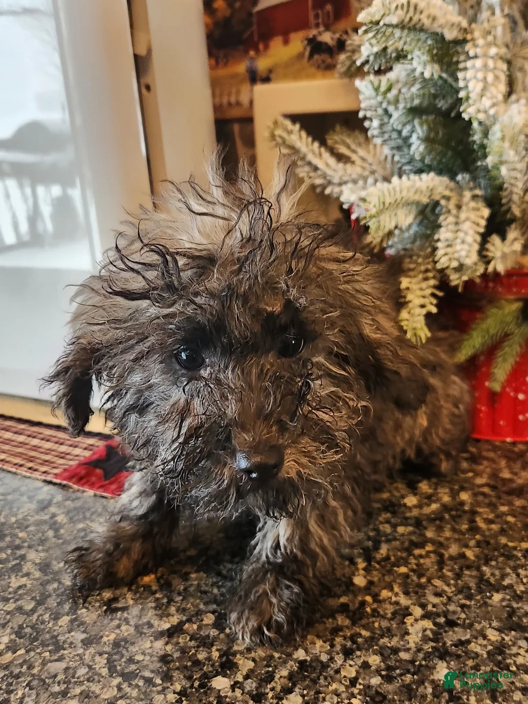 Toy Poodle dogs for sale: kent - Ad 2