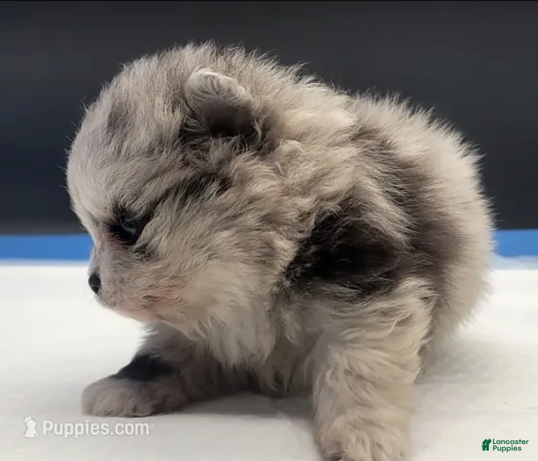 Pomeranian dogs for sale: Pomeranian Puppy 2 - Ad 3