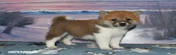 Shiba Inu dogs for sale: Jasper - Ad 4