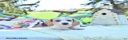 Miniature Dachshund dogs for sale: Graham - Ad 2