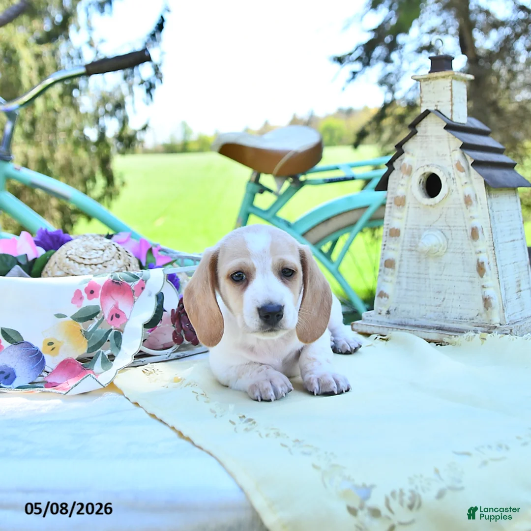 Miniature Dachshund dogs for sale: Graham - Ad 2