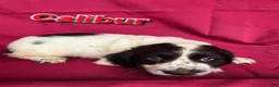 English Cocker Spaniel dogs for sale: CALIBUR - Ad 1