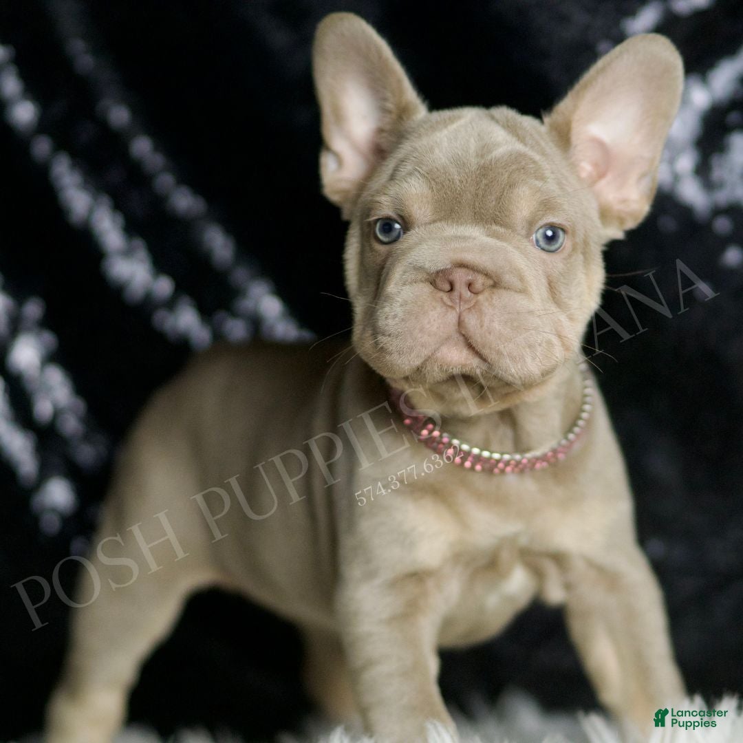 Isabella for sale in Warsaw Lancaster Puppies