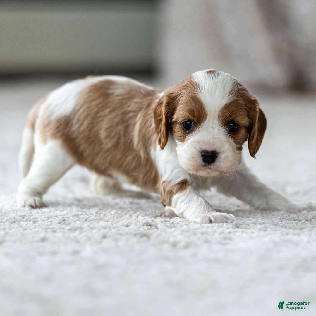 Cavalier King Charles Spaniel dogs for sale: Willow the Cavalier King Charles Spaniel - Ad 3