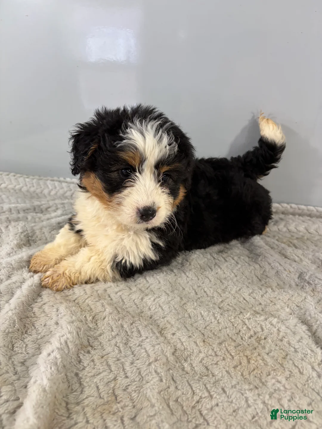 Mini Bernedoodle dogs for sale: Cari - Ad 1