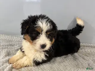 Mini Bernedoodle dogs Cari - Ad 1