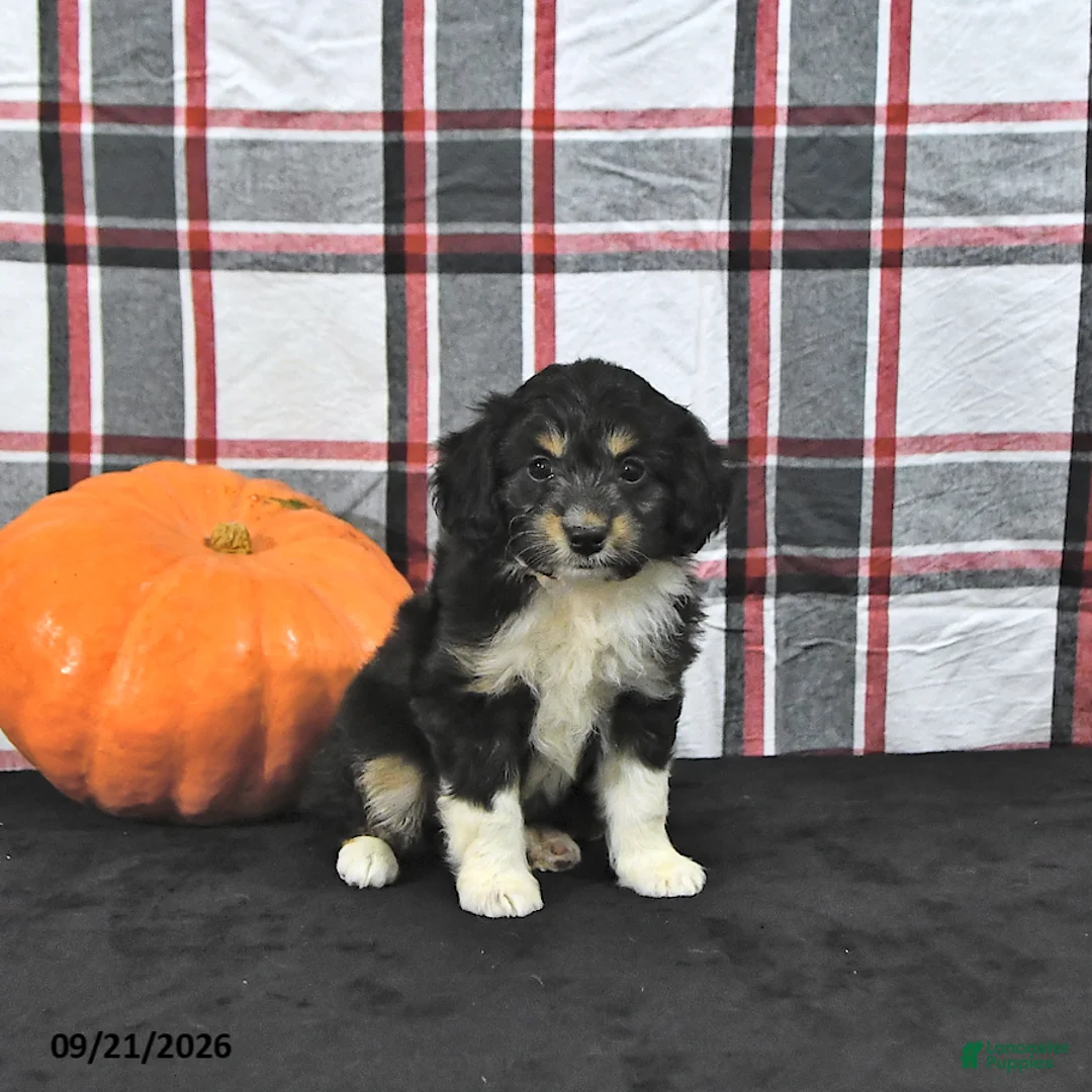 Mini Aussiedoodle dogs for sale: Darcy - Ad 2