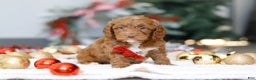 Cockapoo dogs for sale: Cameron - Ad 4
