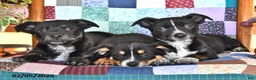Mixed Breed dogs for sale: Frisky - Ad 3