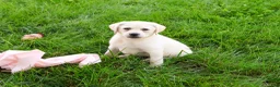 Labrador Retriever dogs for sale: Silvermist - Ad 8