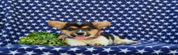 Welsh Corgi Pembroke dogs for sale: Blake - Ad 5