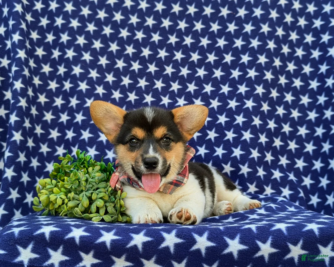 Welsh Corgi Pembroke dogs for sale: Blake - Ad 5