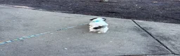 Mixed Breed dogs for sale: Fyve  - Ad 5