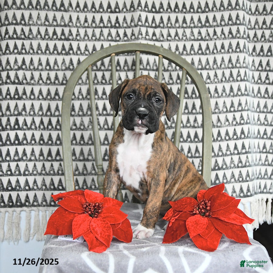 Boxer dogs Juniper - Ad 2