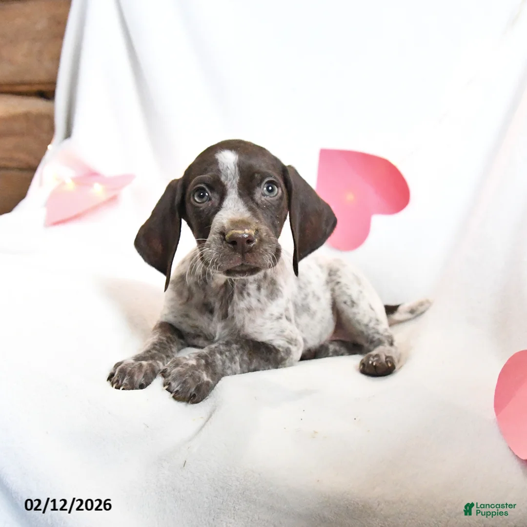 German Shorthaired Pointer dogs for sale: Reese - Ad 5