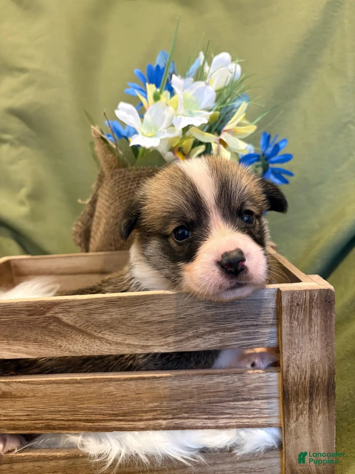Welsh Corgi Pembroke dogs Carlo - Ad 1