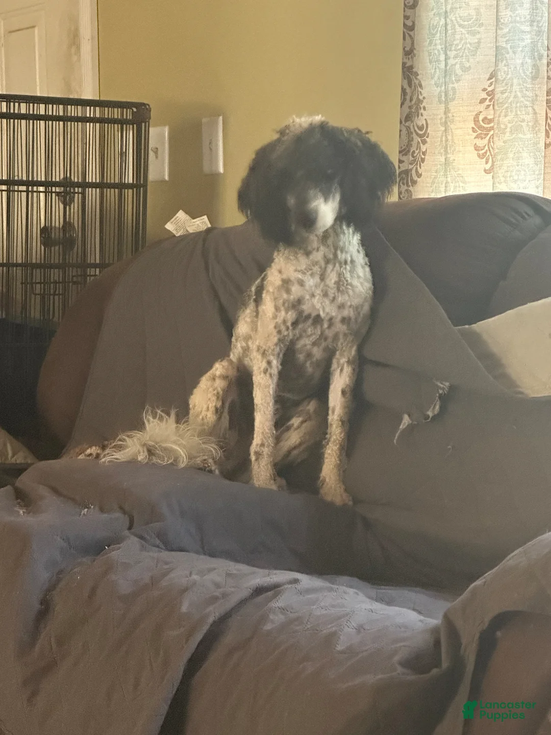 Mini Goldendoodle dogs for sale: Toby - Ad 6