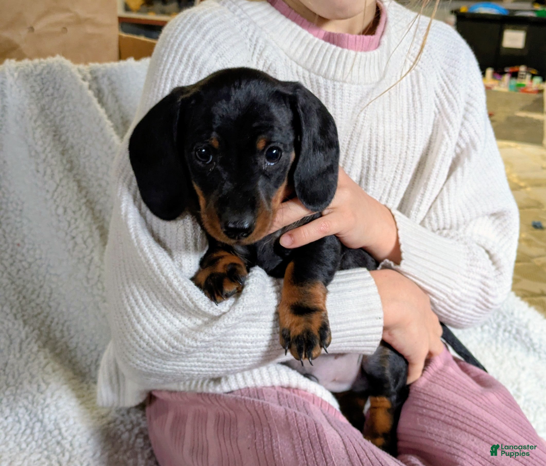 Miniature Dachshund dogs Jerry - Ad 1